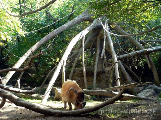 congo exp 2 b.jpg - Red River Hog.